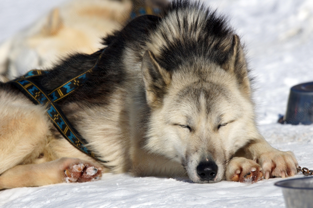 Un husky en harnais dort, museau posé dans la neige.
