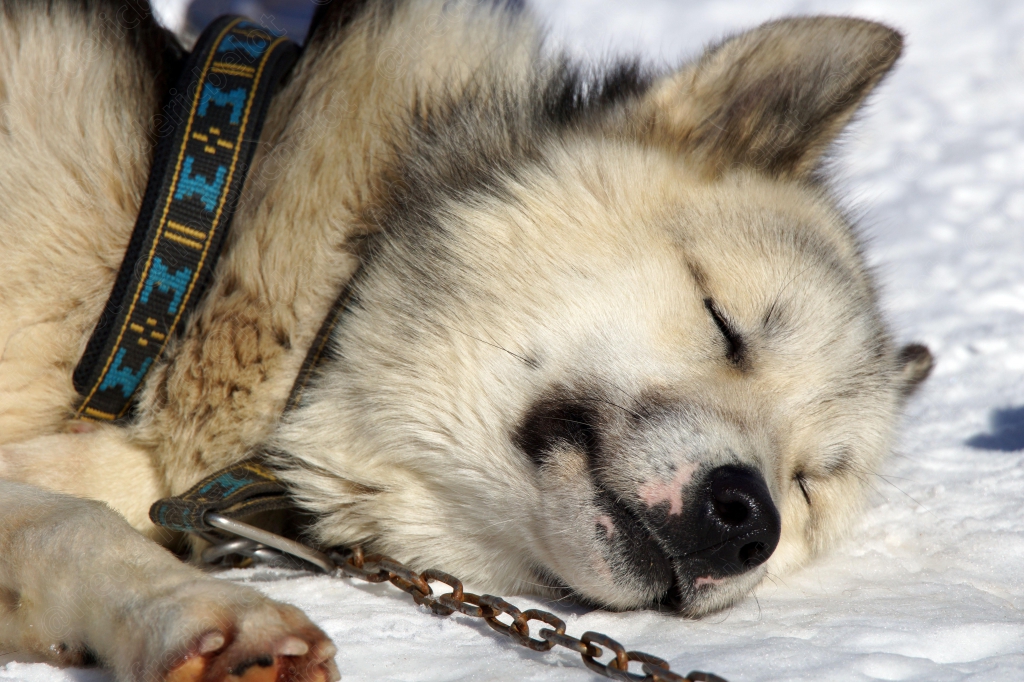 Un husky en harnais dort profondément dans la neige.