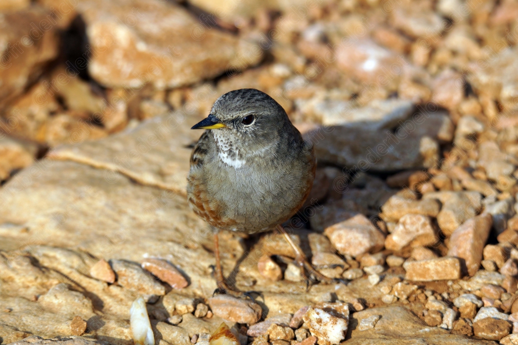 Un petit oiseau brun et gris perché sur des pierres.