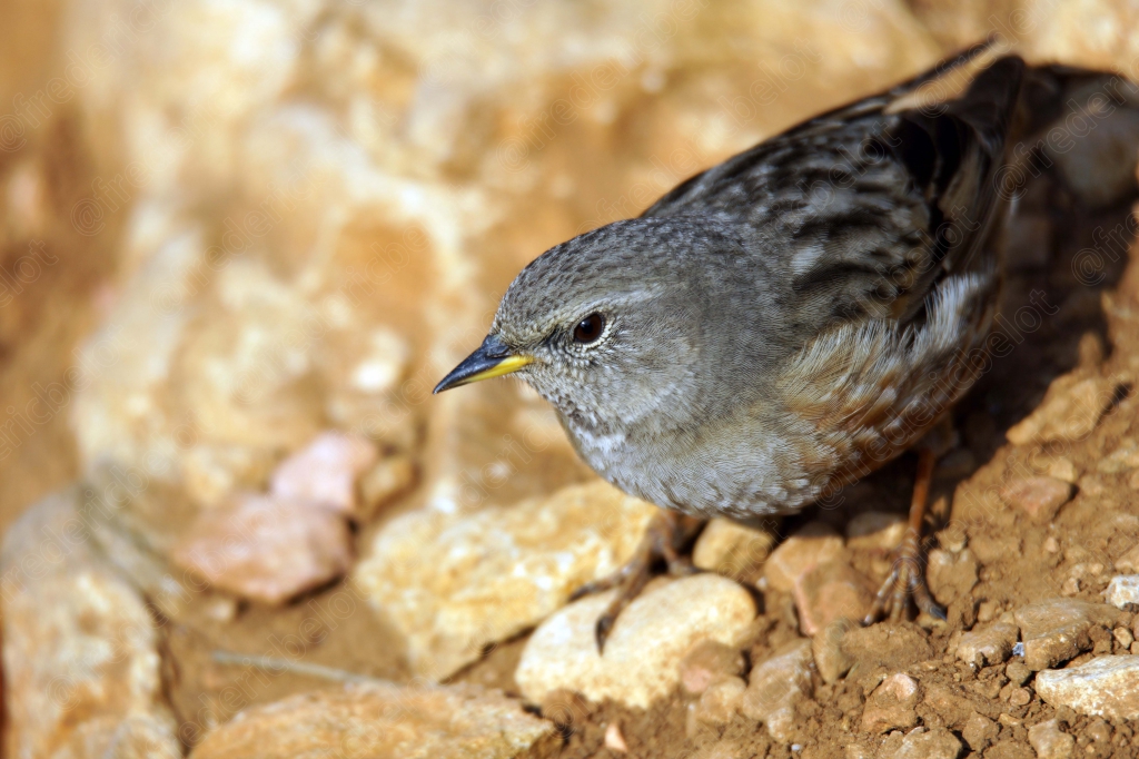 Le même petit oiseau brun et gris parmi les rochers.