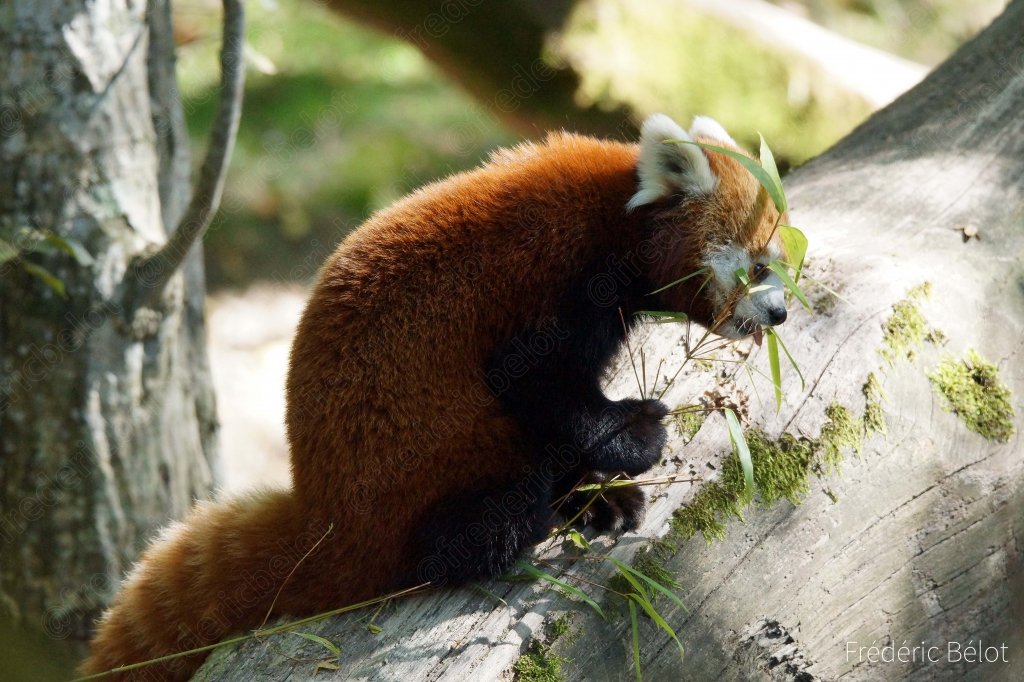 Un panda roux mange des feuilles perché sur une branche.