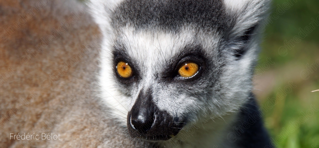 Portrait rapproché d'un lémurien catta, yeux orange vif.