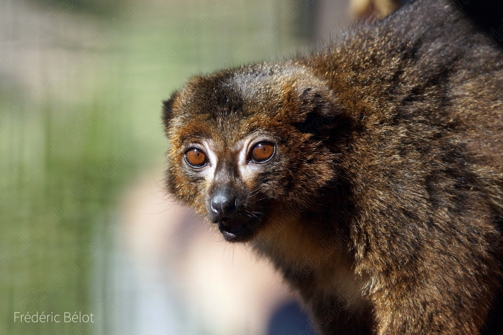Portrait d'un lémurien brun aux yeux orange, regard vers l'objectif.