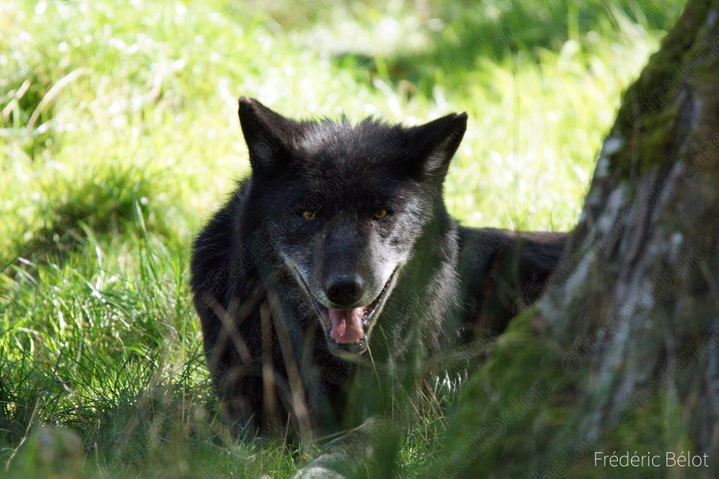Un loup noir se tient assis sous un arbre, langue pendante.