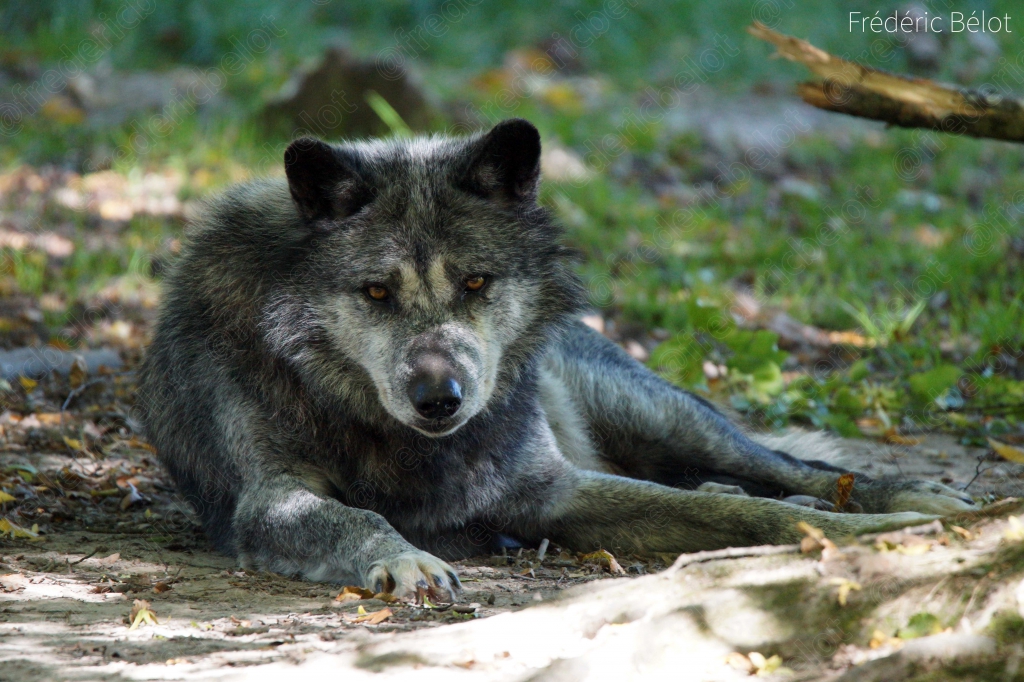 Un loup gris et noir couché, regard vers l'objectif.