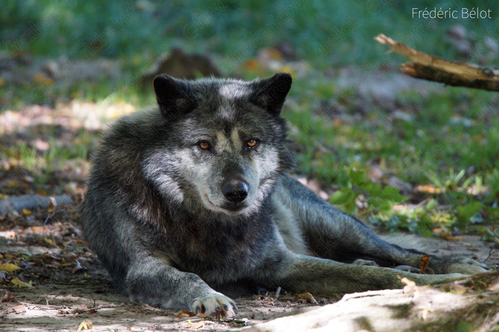 Portrait rapproché d'un loup gris couché, regard fixe.