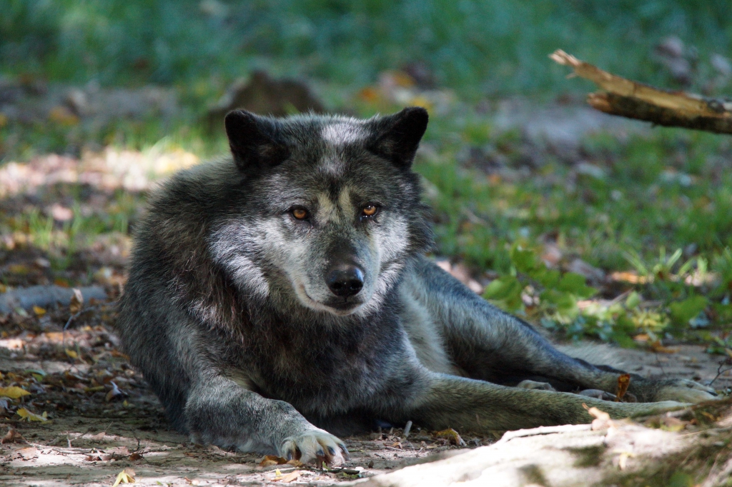 Le même loup gris couché, oreilles dressées.
