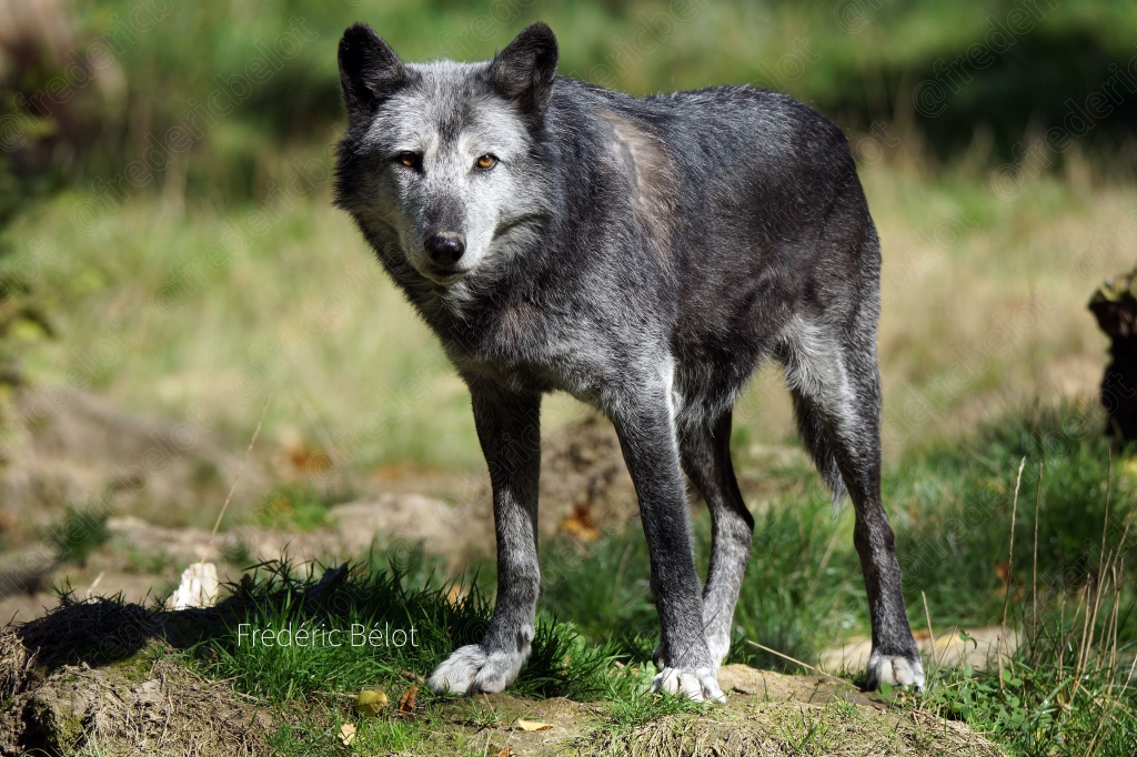 Un loup gris se tient debout, regard vers l'objectif.