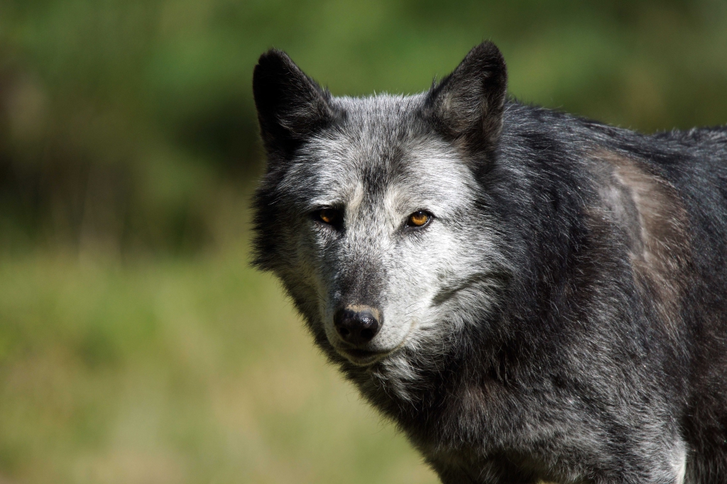Portrait rapproché d'un loup gris, regard attentif.