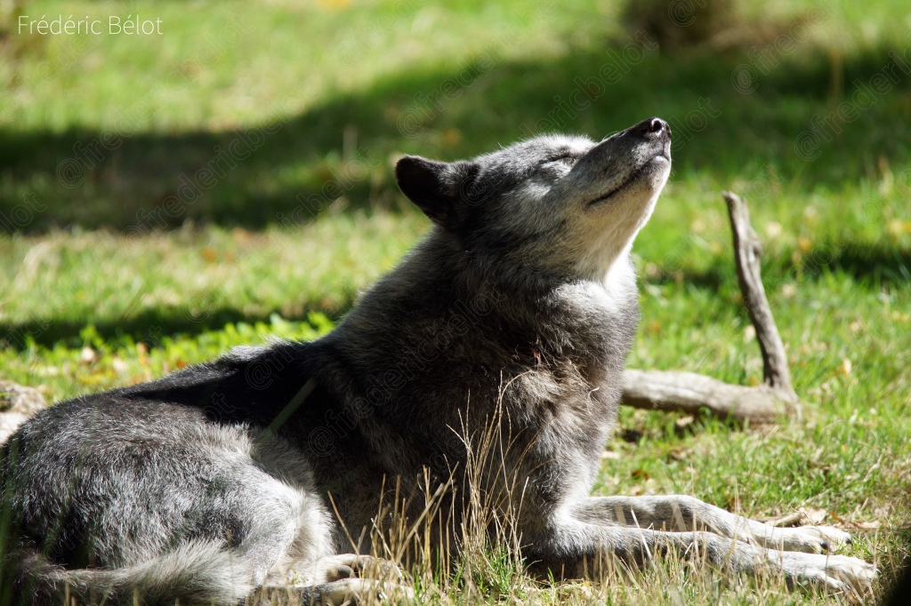 Un loup gris couché lève la tête vers le ciel, museau pointé.