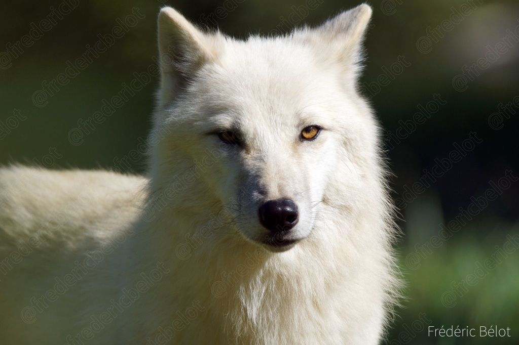 Portrait rapproché d'un loup blanc, regard perçant.