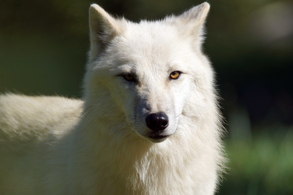 Portrait rapproché d'un loup blanc, regard vers l'objectif.