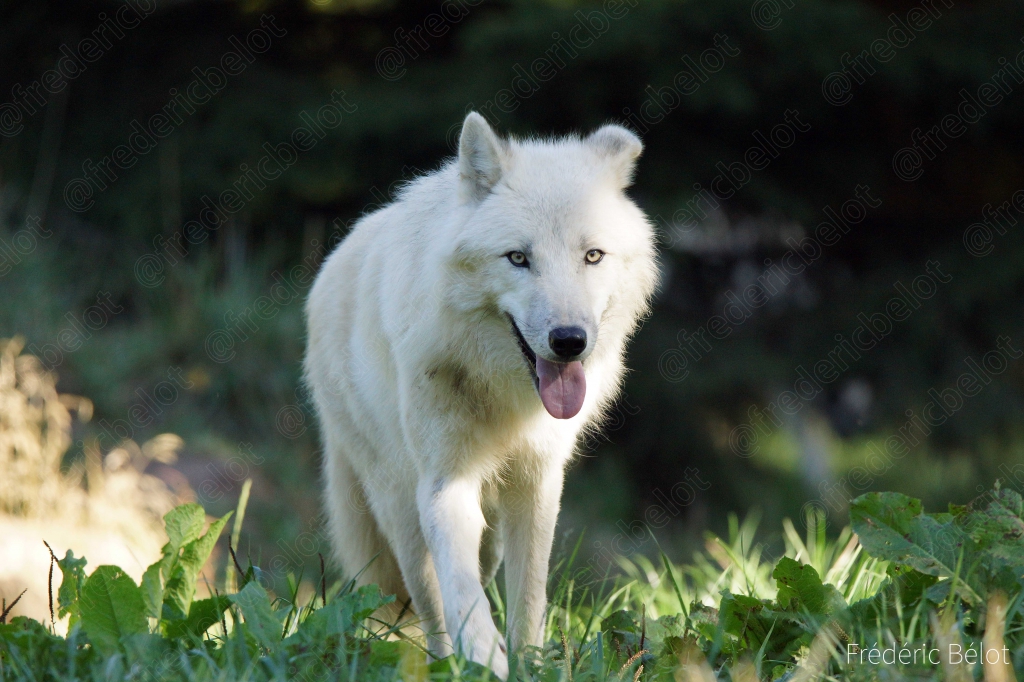 Un loup blanc marche dans l'herbe, langue tirée.