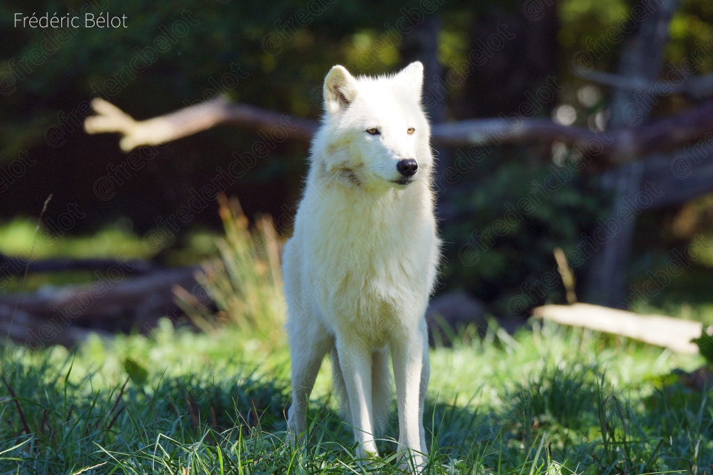 Un loup blanc se tient debout dans l'herbe.