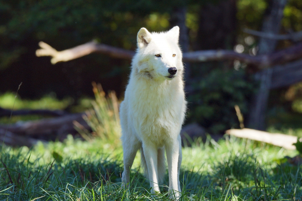 Le même loup blanc debout, regard vers la gauche.