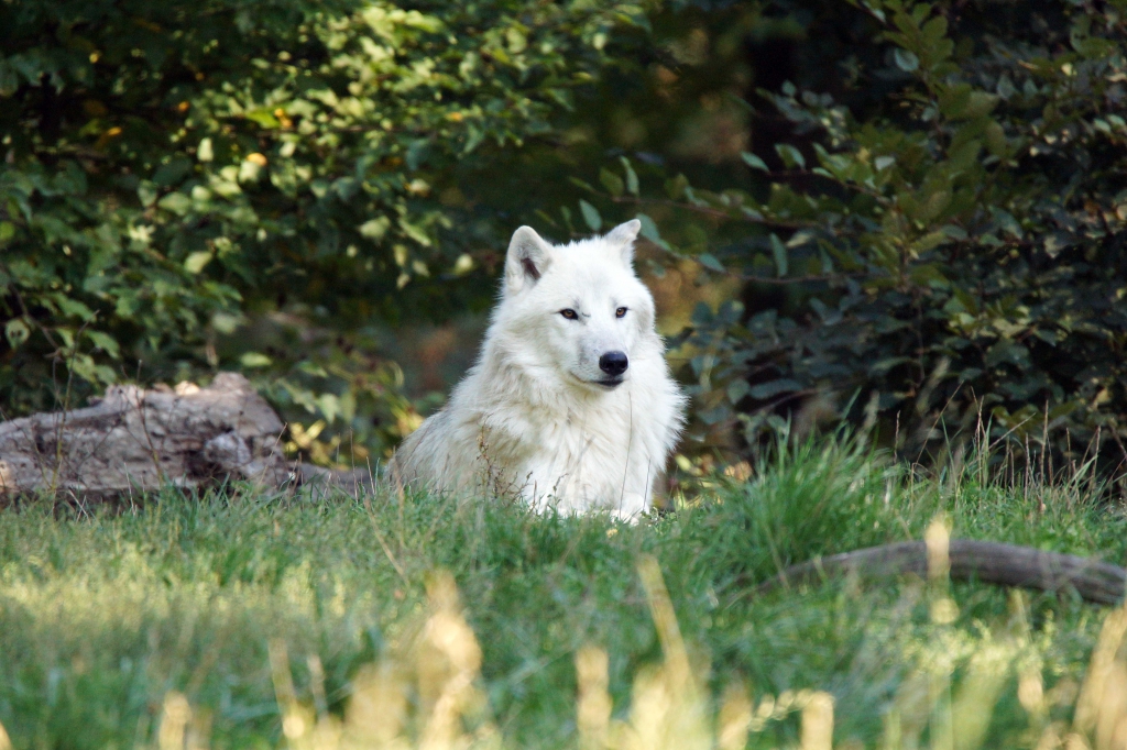 Le même loup blanc couché dans l'herbe.