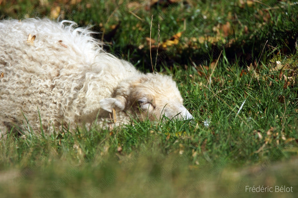 Un mouton blanc à toison épaisse couché dans l'herbe.