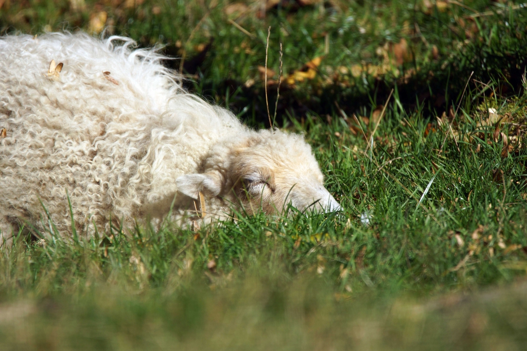 Deux moutons blancs à toison épaisse couchés dans l'herbe.
