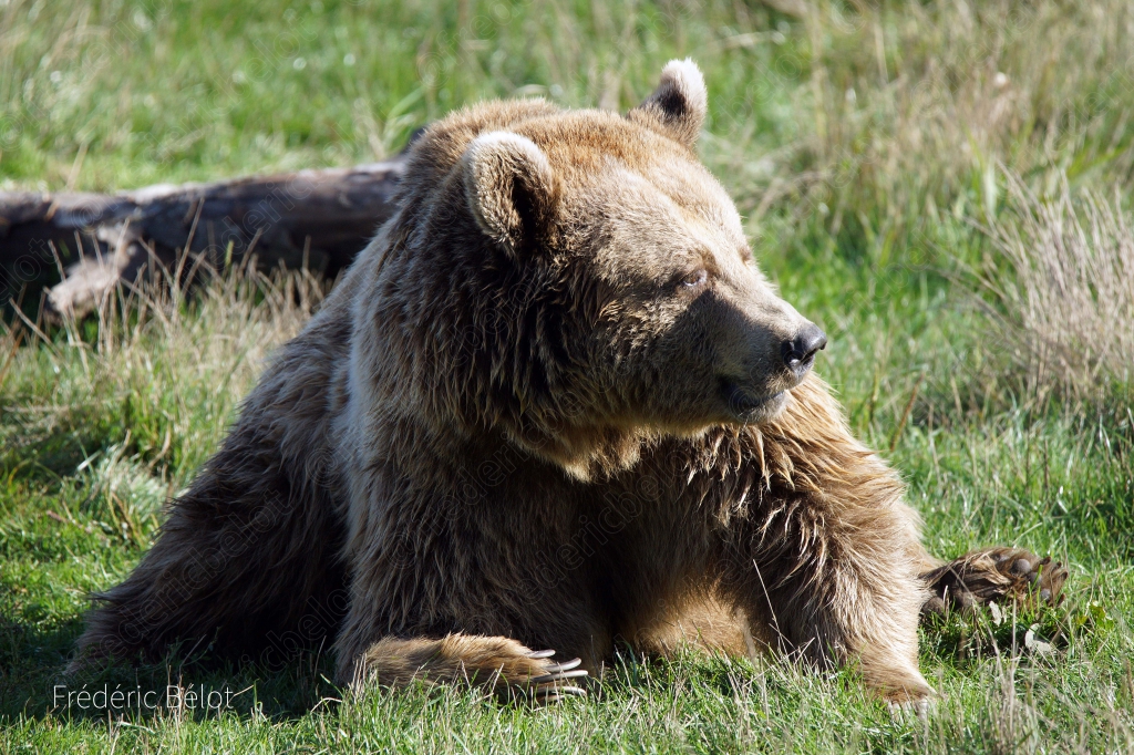Un ours brun assis dans l'herbe, pattes avant posées devant lui.