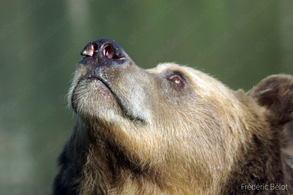 Un ours brun lève le museau vers le ciel.