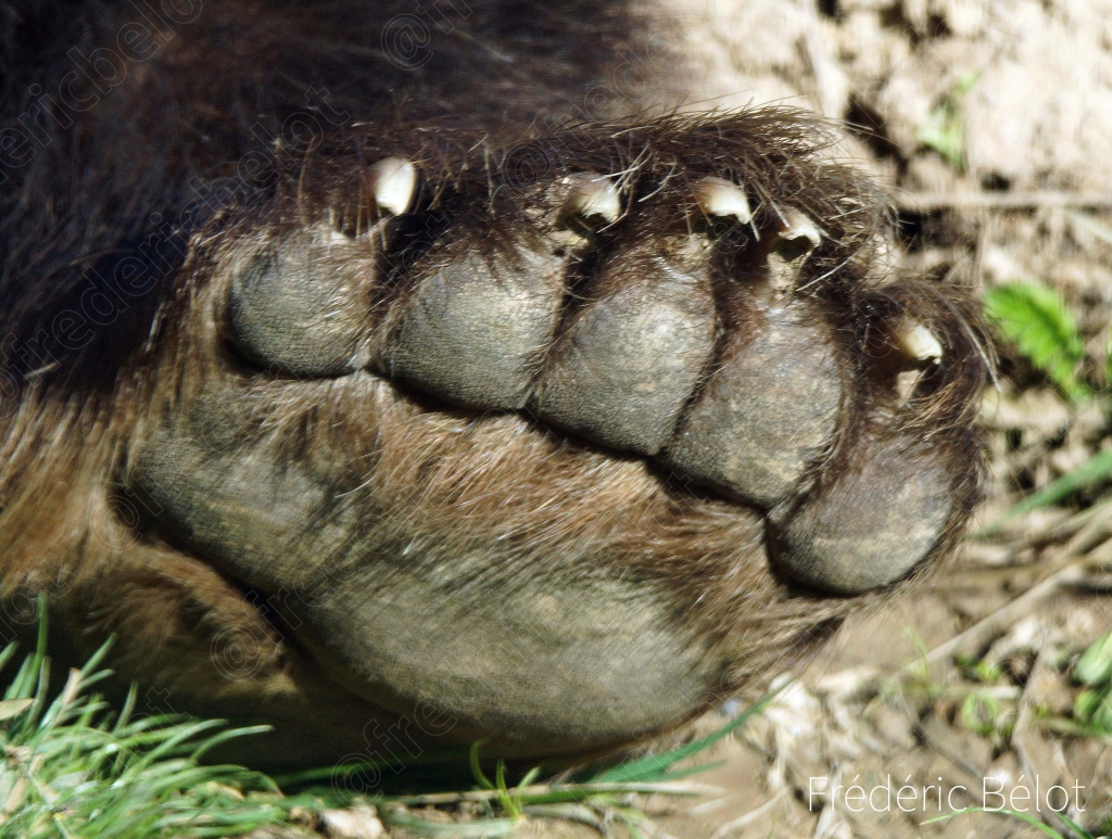 Gros plan sur la patte griffue d'un ours brun.
