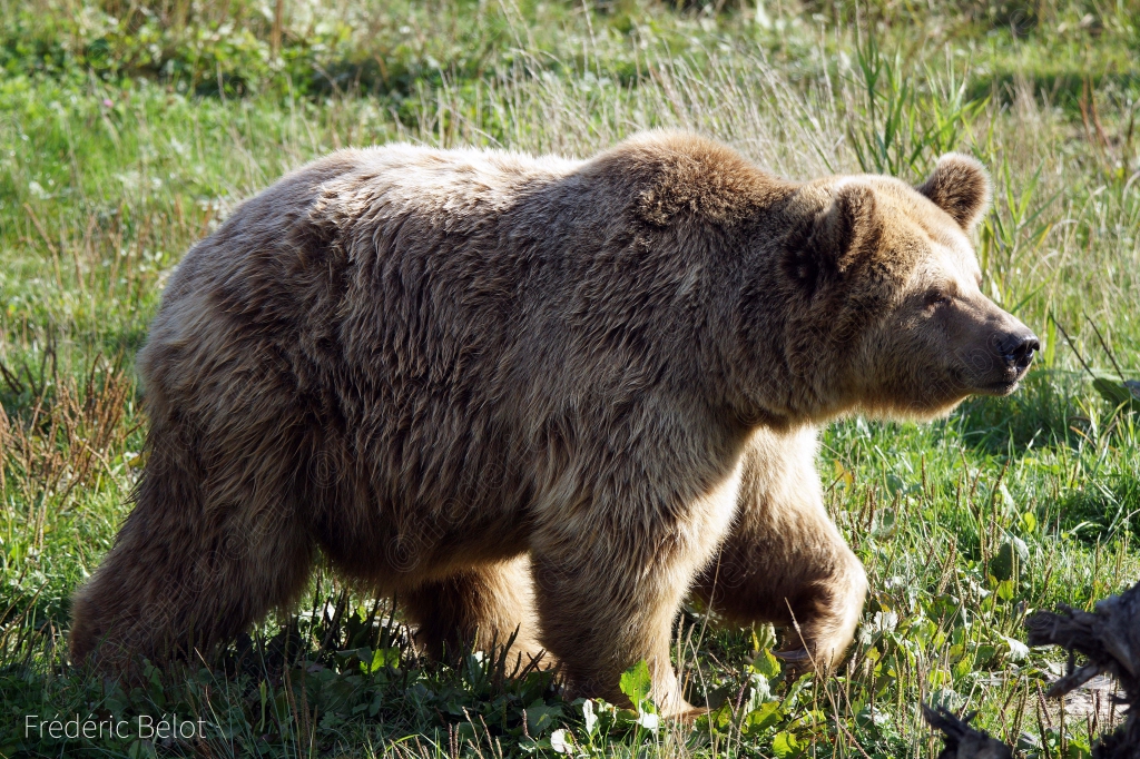 Un ours brun marche dans l'herbe.