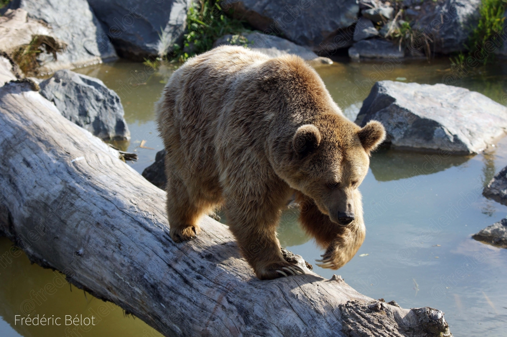 Un ours brun marche sur un tronc au bord de l'eau.