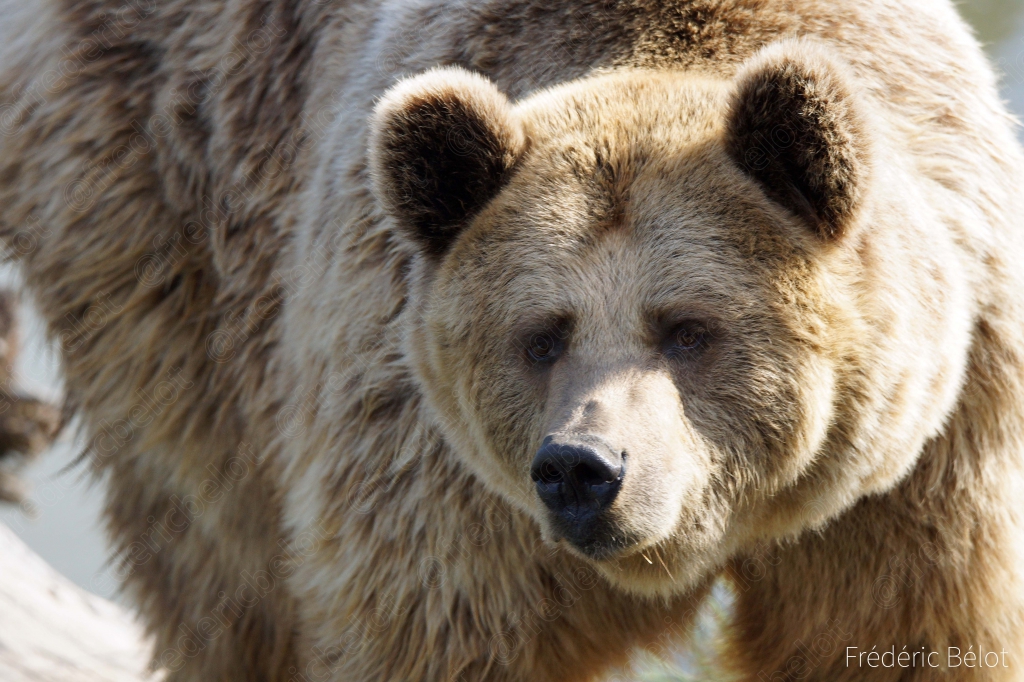 Portrait rapproché de la tête d'un ours brun.