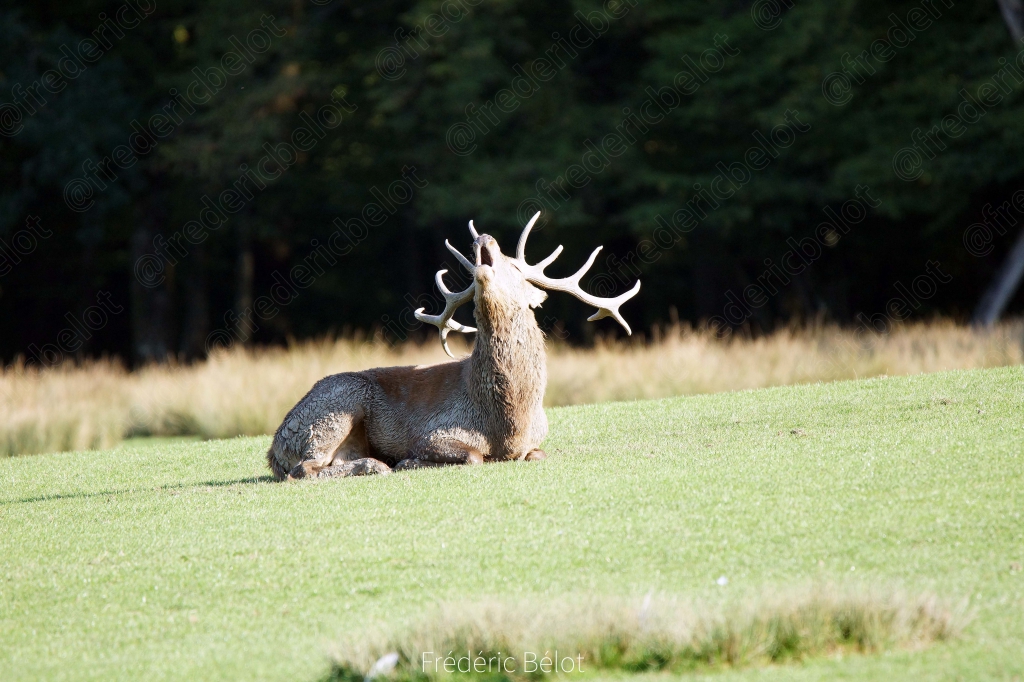 Un cerf aux bois couché dans l'herbe.