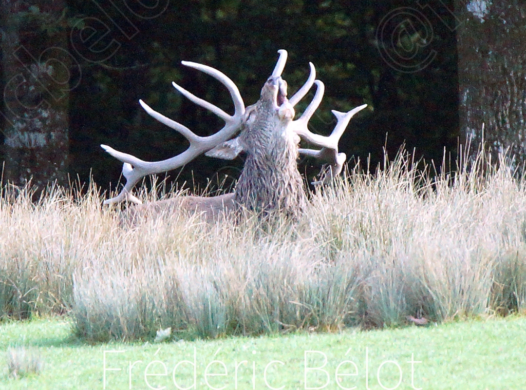 Un cerf brame, bois dressés, dans un pré d'herbes hautes.
