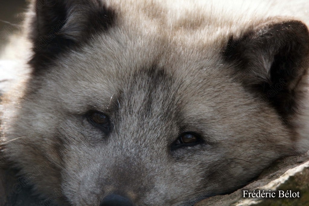 Portrait rapproché d'un renard polaire au pelage gris-beige, regard fixe.
