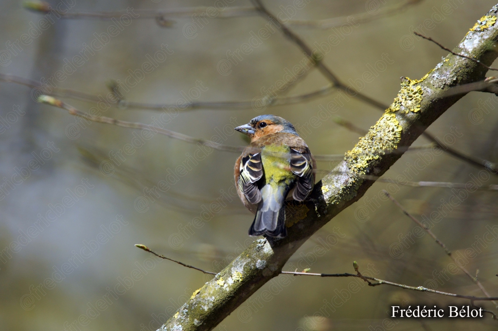 Un petit oiseau au plumage orangé se tient perché sur une branche.