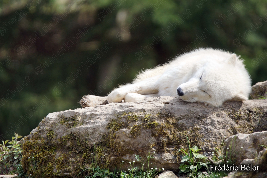 Un renard polaire blanc se repose, roulé en boule sur un rocher moussu.