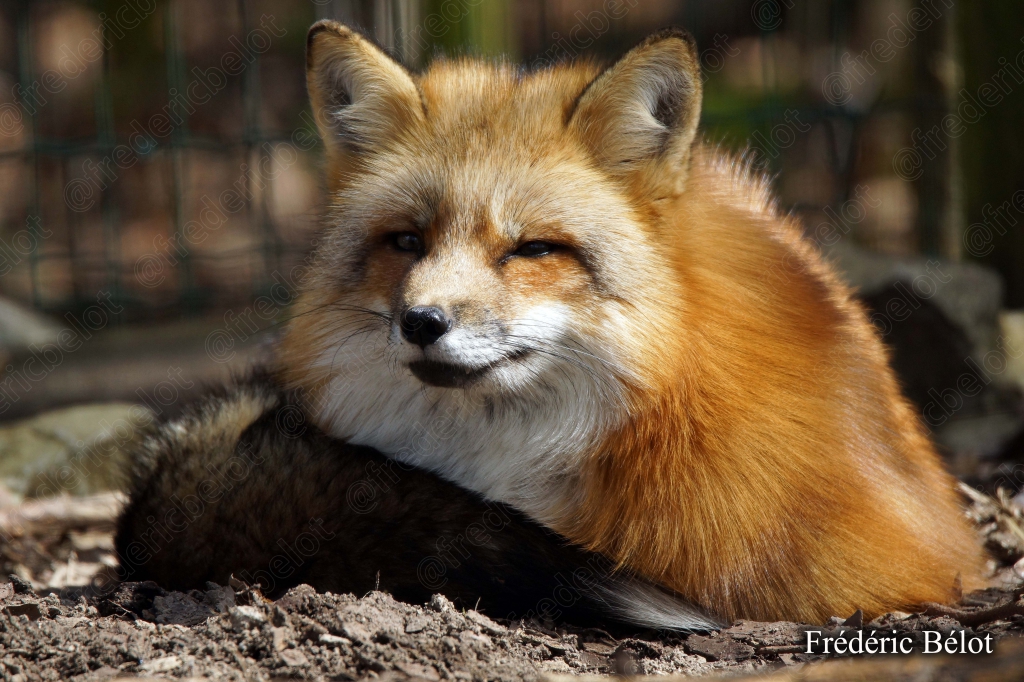 Portrait d'un renard roux somnolent, tête posée contre son corps.