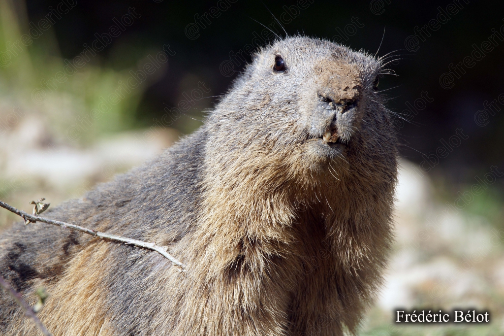 Une marmotte se tient debout, moustaches et poil ébouriffé bien visibles.