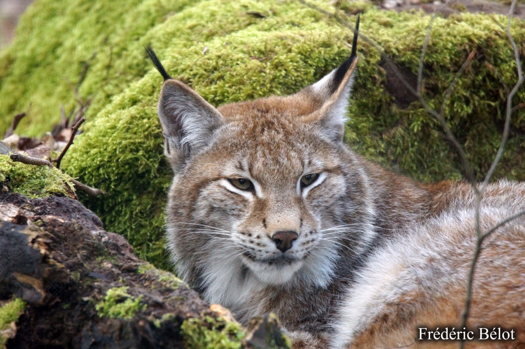 Un lynx boréal aux oreilles pointues repose la tête contre un rocher moussu.