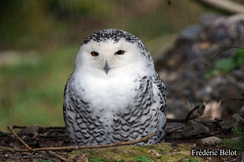 Un harfang des neiges blanc et tacheté se tient immobile dans l'herbe.