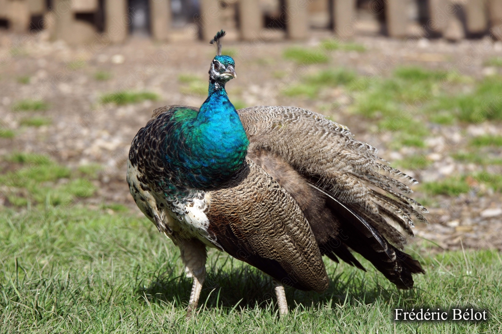 Un paon fait la roue, plumage bleu et vert éclatant, sur une pelouse.