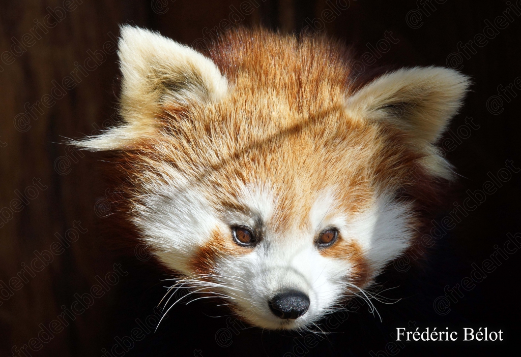 Portrait rapproché d'un panda roux, fourrure rousse et blanche détaillée.