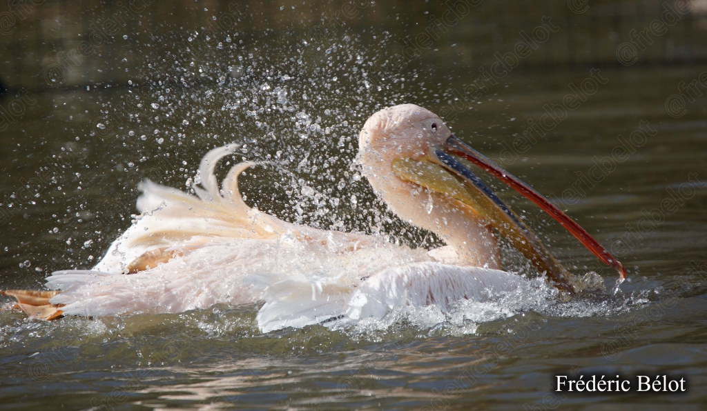 Un pélican blanc s'ébroue en éclaboussant l'eau, bec rosé caractéristique.
