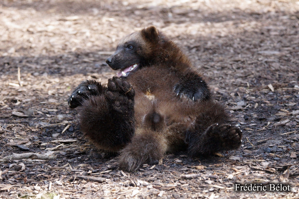 Deux petits carnivores bruns jouent en se chamaillant au sol.