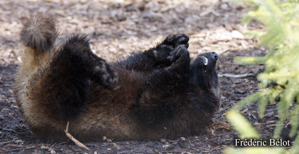 Un jeune carnivore brun se roule sur le dos en pleine bagarre.