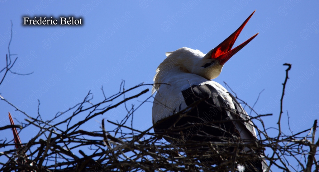 Une cigogne au bec rouge se tient debout dans son nid, sous un ciel bleu.