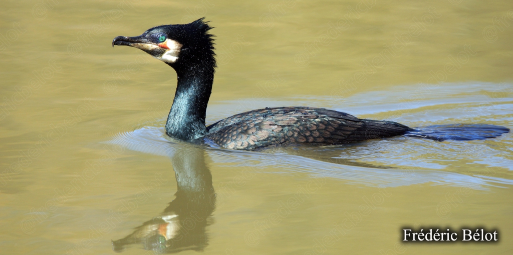 Un cormoran nage sur une eau calme et verdâtre, reflet net.