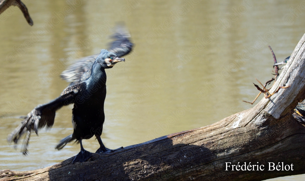 Un cormoran aux ailes déployées se pose sur une branche au-dessus de l'eau.