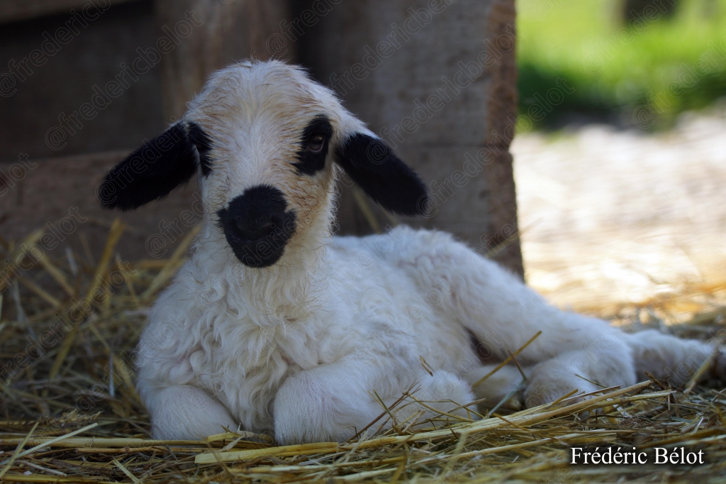 Un jeune agneau blanc aux oreilles noires est couché dans la paille.