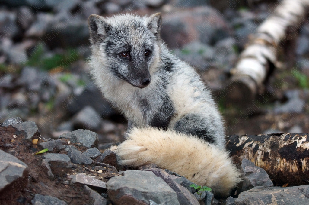 Un jeune renard polaire au pelage gris se tient parmi les rochers.
