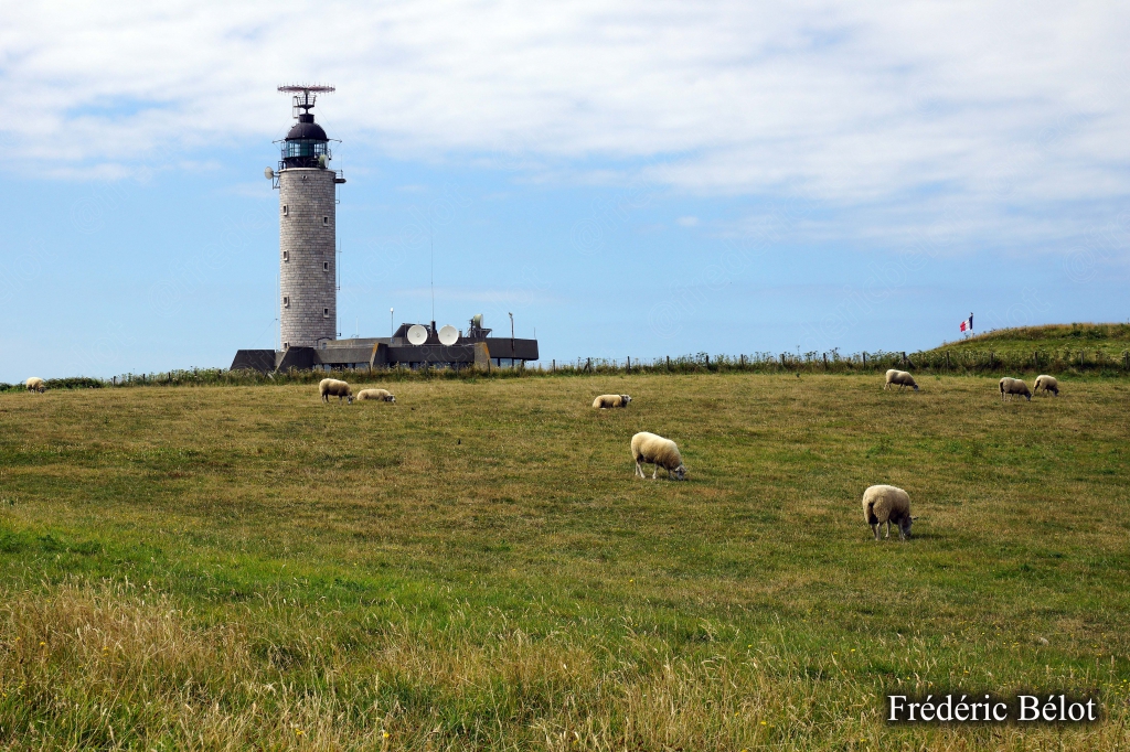 Le phare du Cap Gris-Nez se dresse au milieu d'un pré où paissent des moutons.