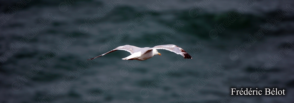 Une mouette en plein vol au-dessus de l'eau sombre de la Manche.