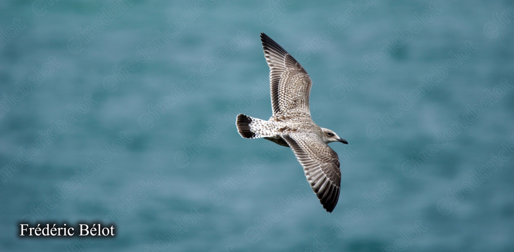 Gros plan sur une mouette en plein vol, ailes déployées, mer turquoise en arrière-plan.